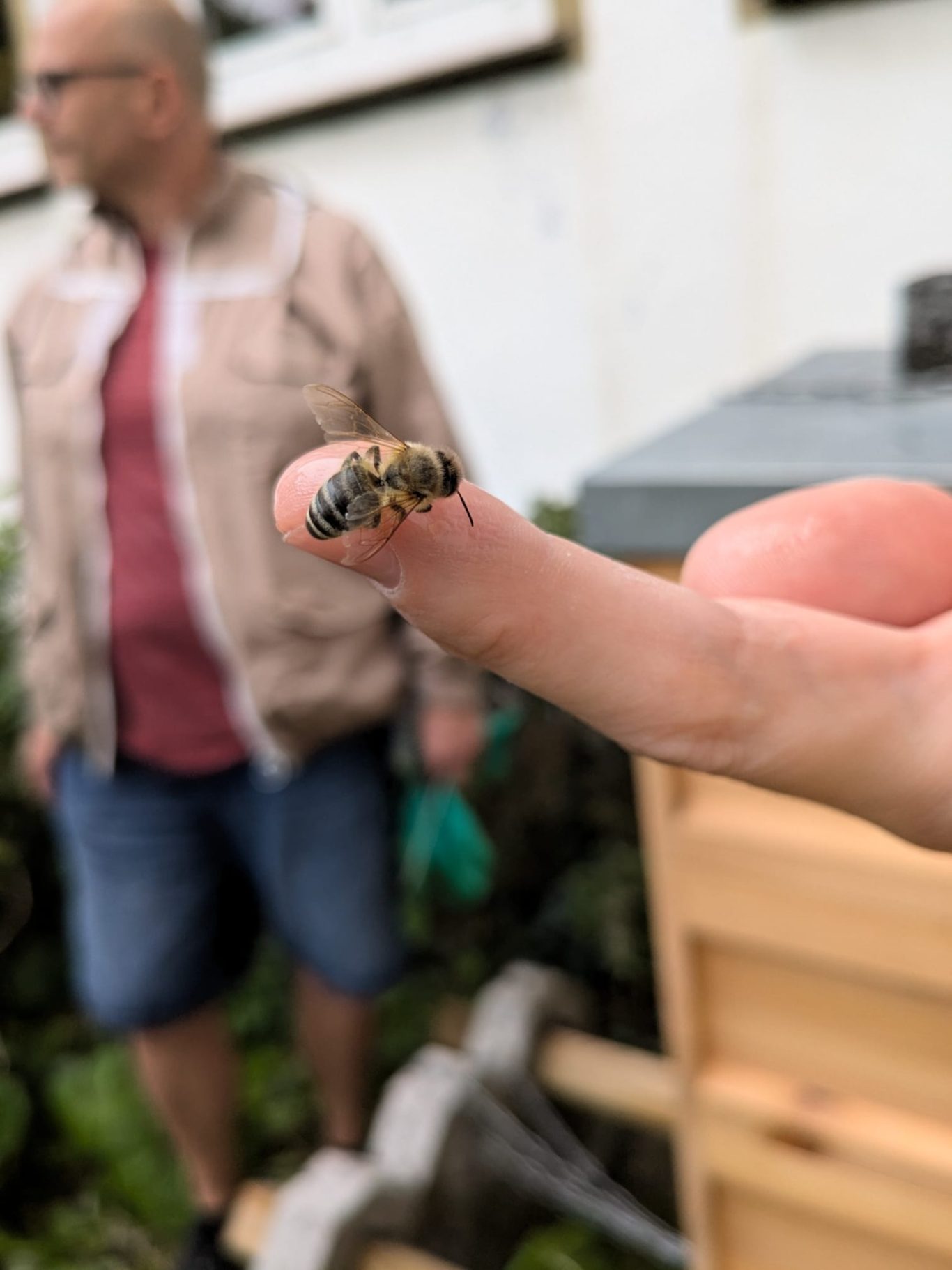 Bienen-Projekt